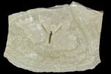 Fossil Cranefly (Tipulidae) - Green River Formation, Utah #111407-1
